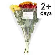 Tesco Mixed Chrysanthemums