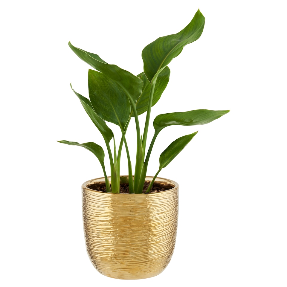 Green Mix Flower Pot 12 cm