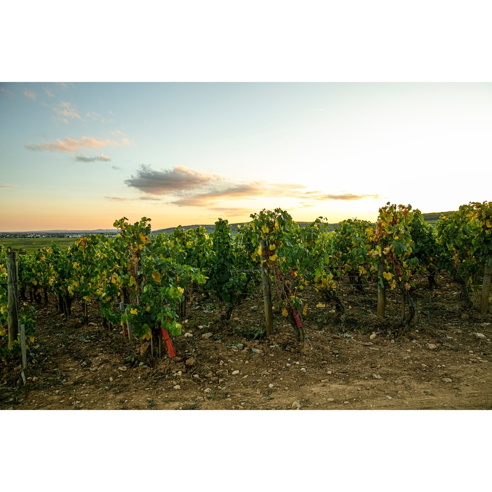 image 1 of Louis Jadot Beaujolais Villages 75Cl