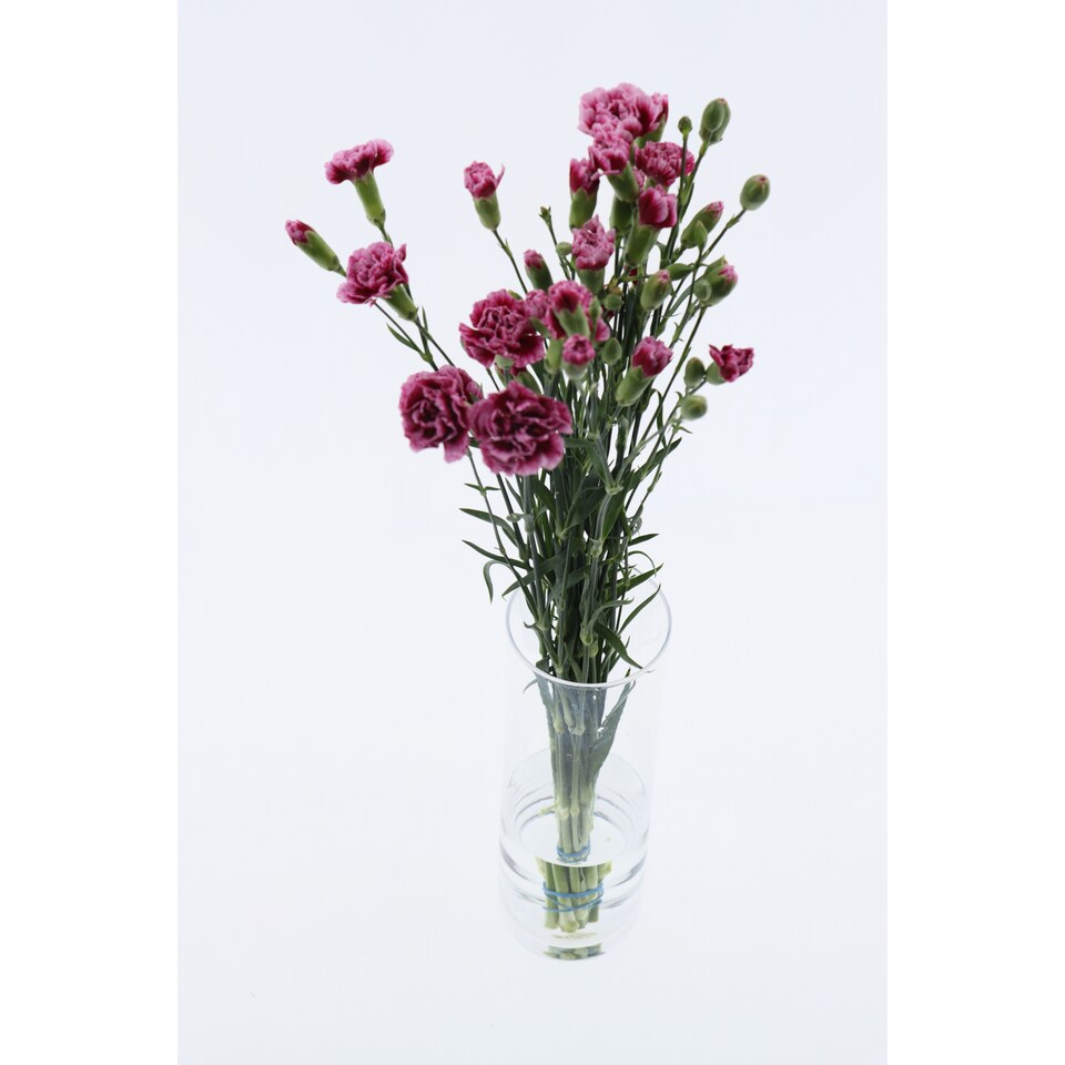 image 1 of Bouquet of Carnations 10 Flowers