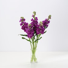 Tesco Scented Stocks Bunch