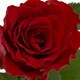 image 2 of Single Rose