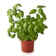 image 2 of Tesco Growing Herb Basil