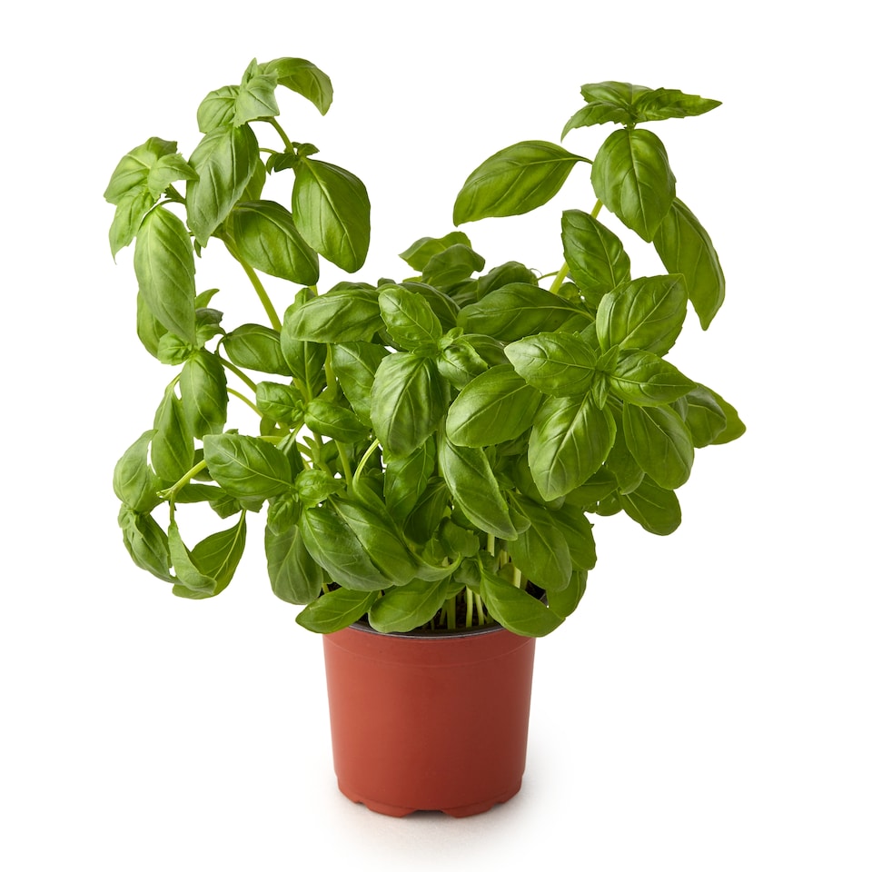 image 1 of Tesco Growing Herb Basil
