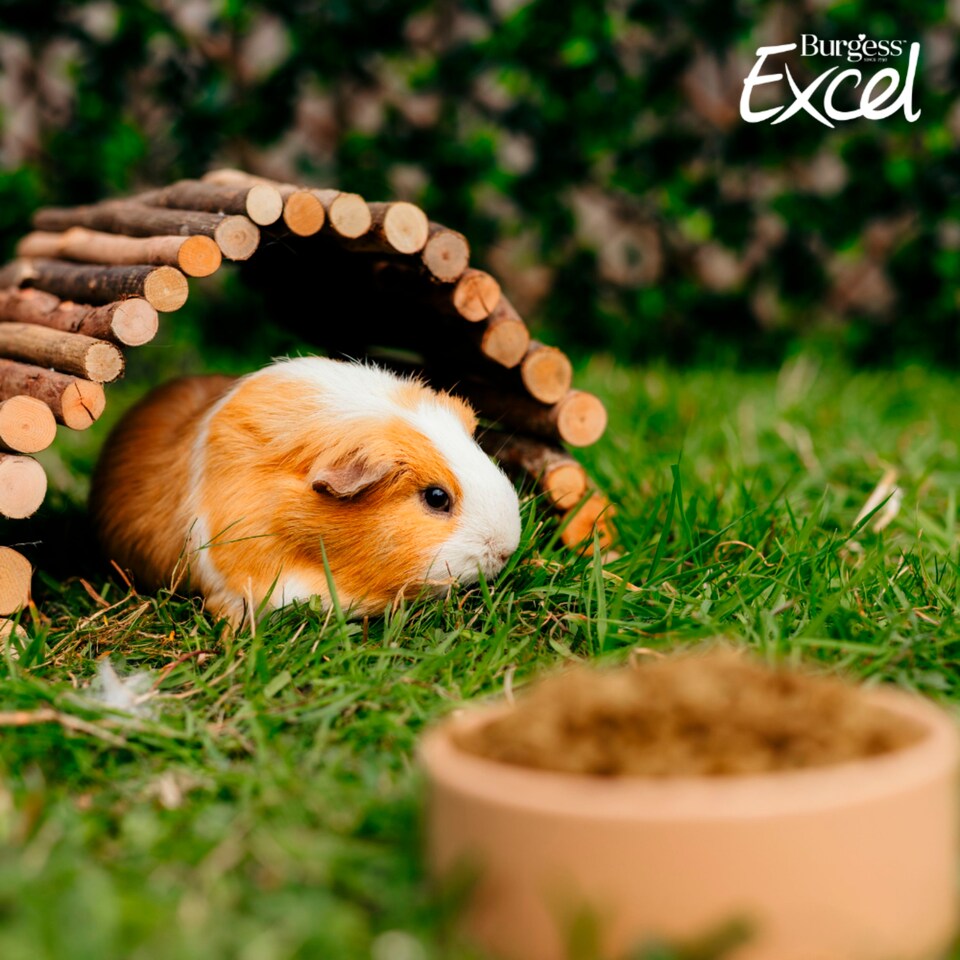 image 1 of Burgess Excel Guinea Pig Nuggets 1.5Kg