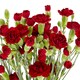 image 2 of Tesco Spray Carnations Flowers Bouquet