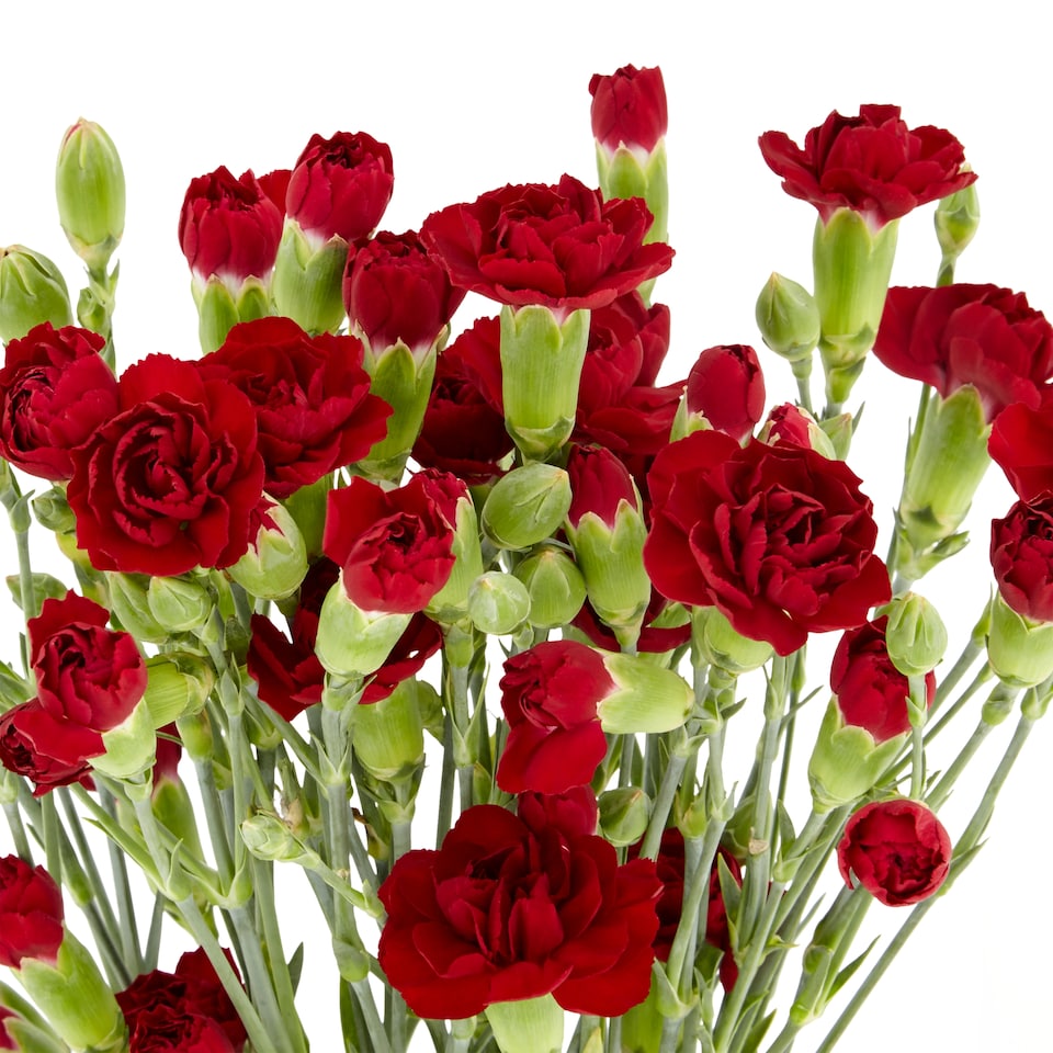 image 1 of Tesco Spray Carnations Flowers Bouquet