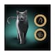 image 2 of Sheba Fillets Wet Cat Food Tray with Chicken in Gravy 60g