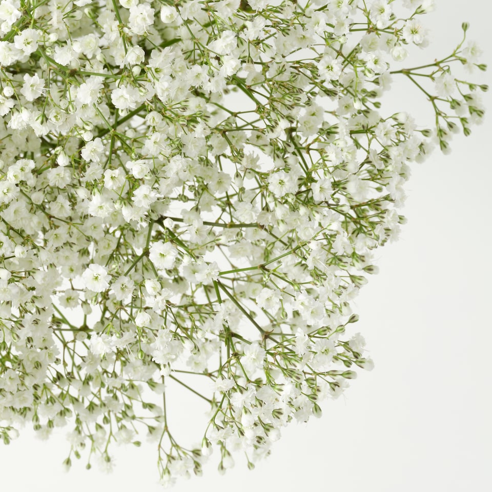 image 1 of Seasonal Fillers