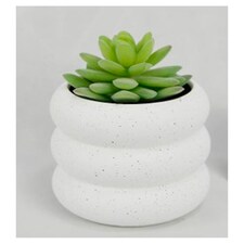 Foliages Succulent In White Pot