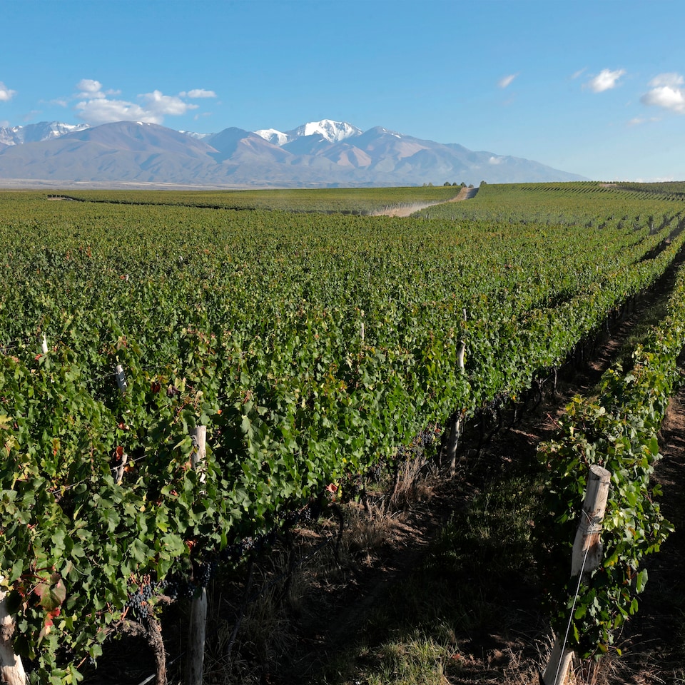 image 1 of Alta Yari Gran Corte 75cl