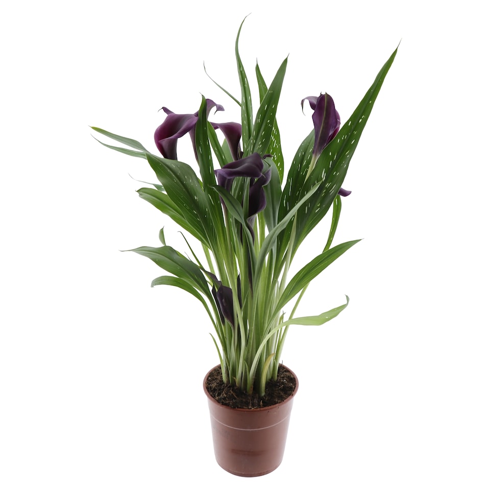 Obrázek 1 pro produkt The Floral Connection Zantedeschia květináč 12 cm