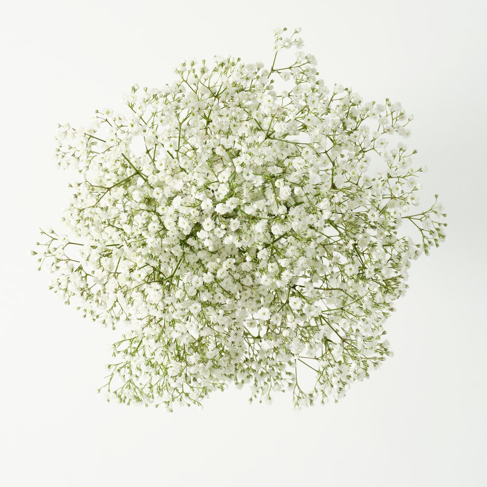 image 1 of Seasonal Fillers
