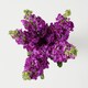 image 3 of Tesco Scented Stocks Bunch