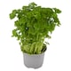 image 2 of Tesco Curled Parsley Medium Pot