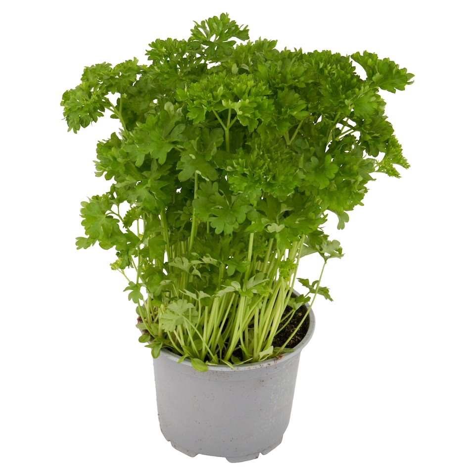 image 1 of Tesco Curled Parsley Medium Pot