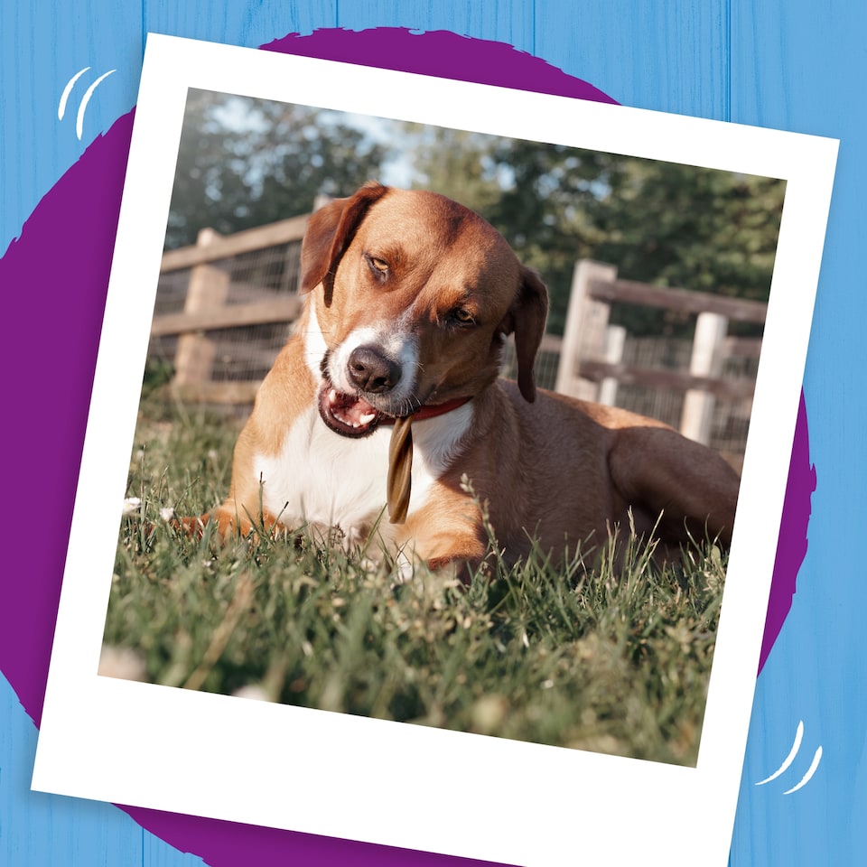 image 1 of BAKERS Meaty Twists Medium Beef Dog Chews 180g