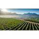 image 5 of Kleine Zalze Chenin Sauvignon 750Ml