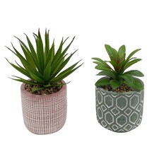 Bayswood Floral Succulent