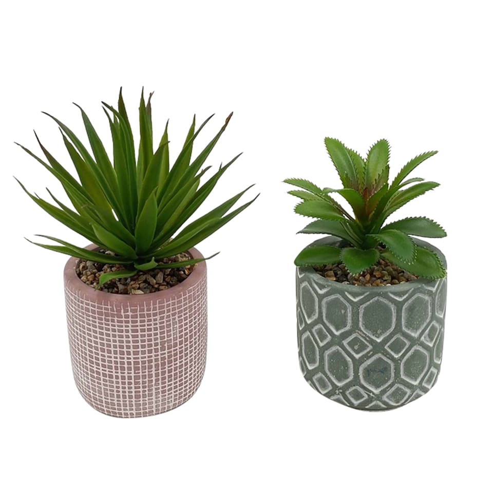 Bayswood Floral Succulent