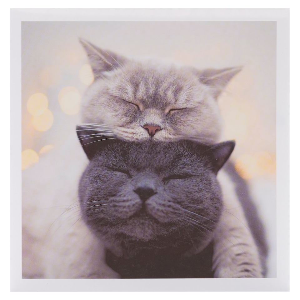 Woodmansterne Blank Card Cats