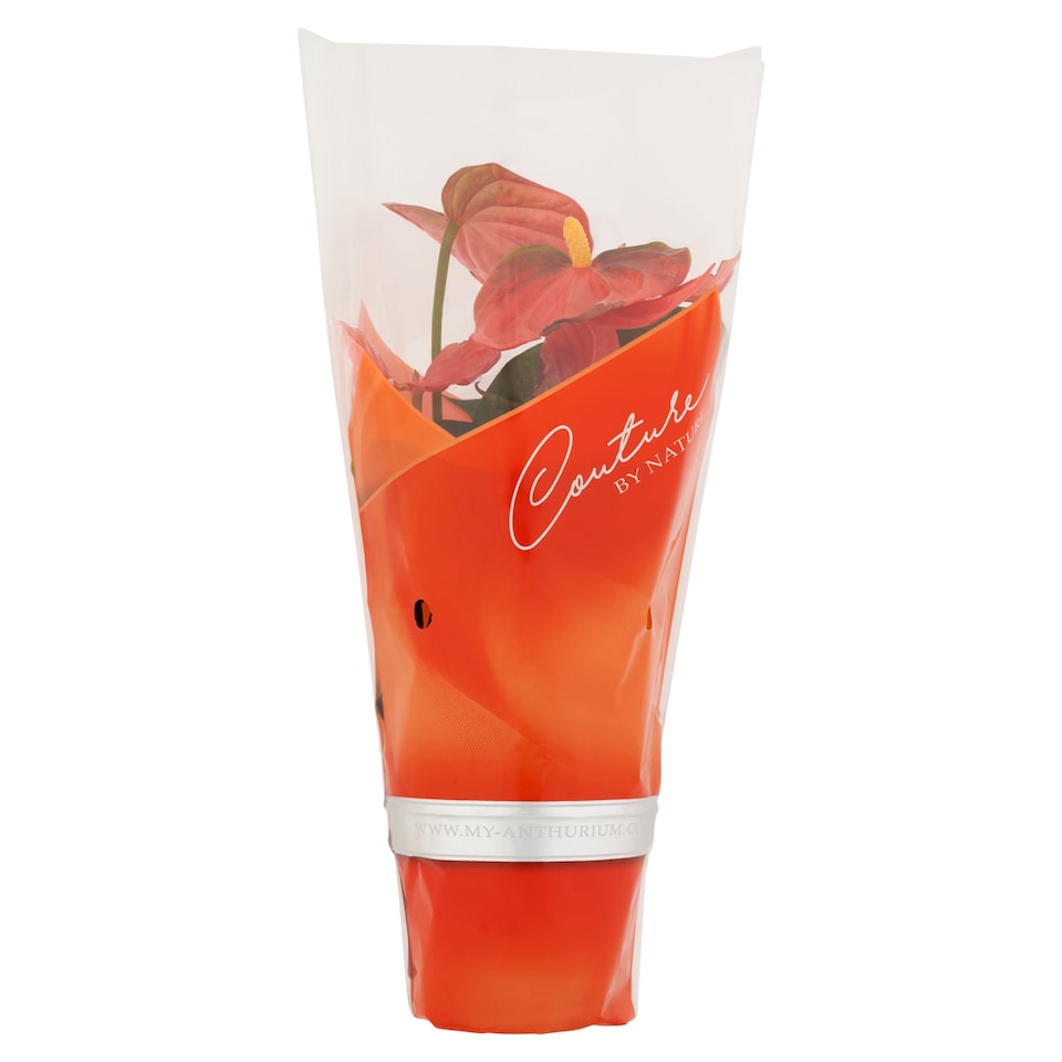 Obrázek 1 pro produkt Tesco Pokojová rostlina anthurium 9 cm