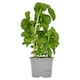 image 2 of Tesco Basil Medium Pot