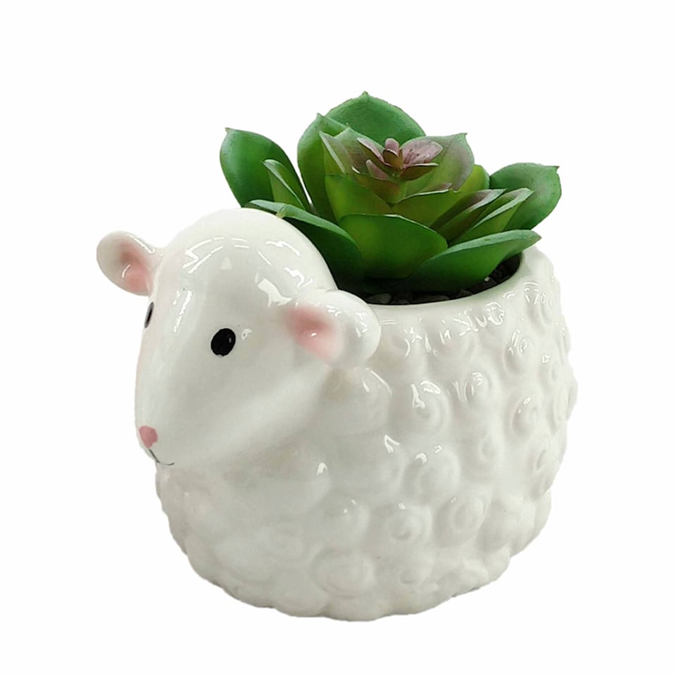 Bayswood Sheep Succulent