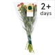 image 1 of Large Spray Carnation (Metro)