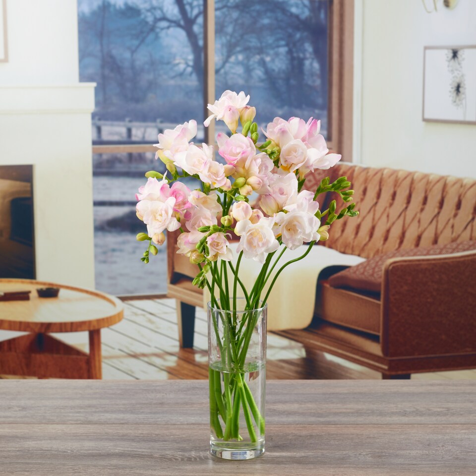 image 1 of Freesia Bh