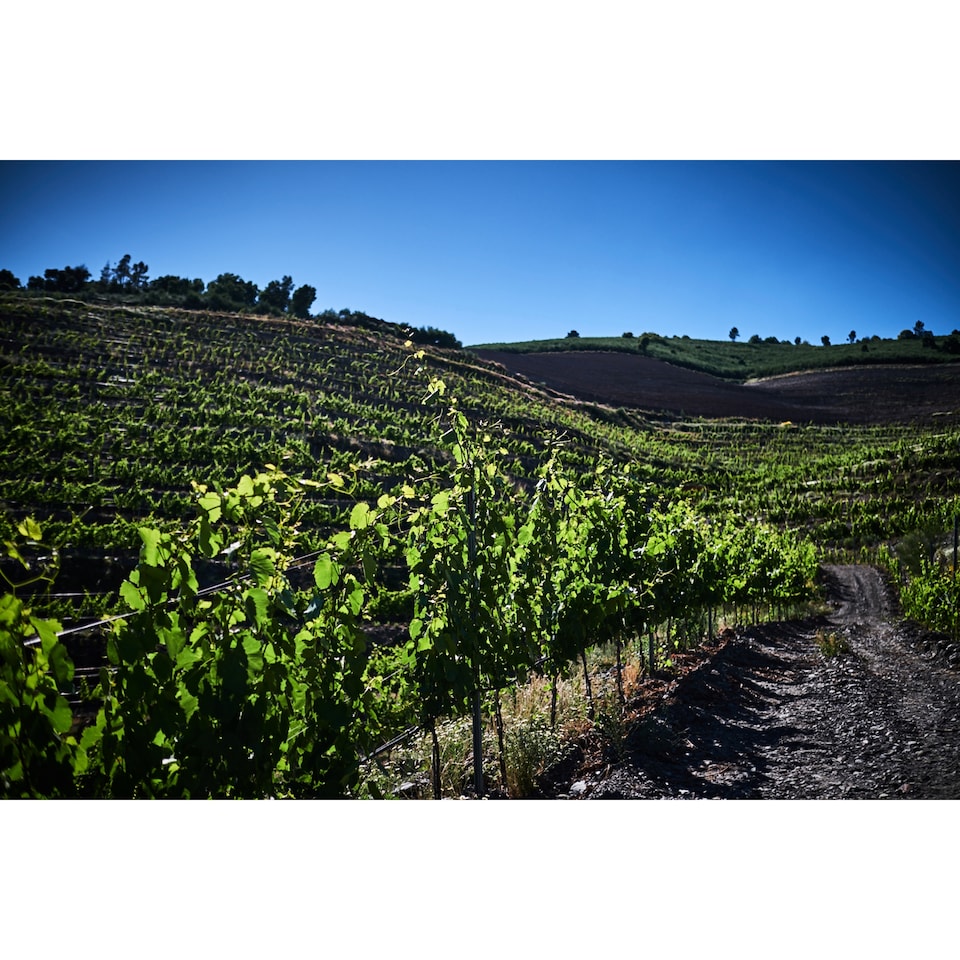 image 1 of Maruxa Mencia 75cl