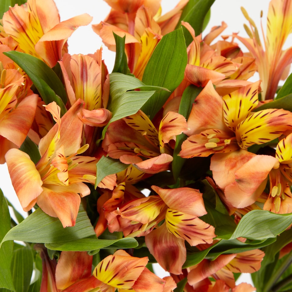 image 1 of Tesco Alstroemeria Bouquet