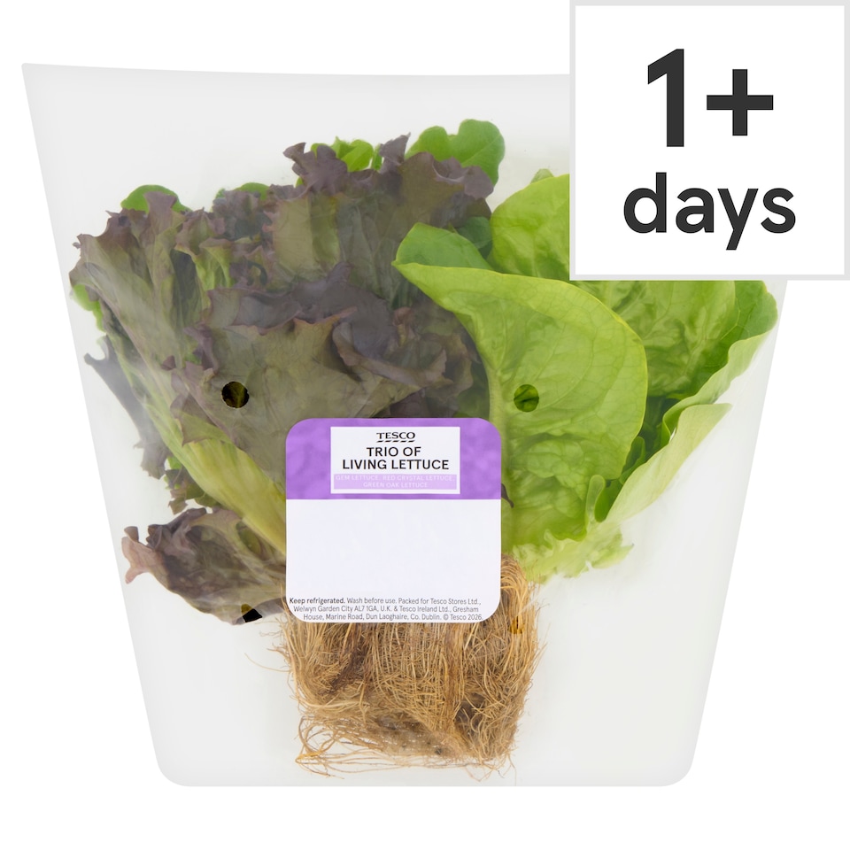 Tesco Trio of Living Lettuce