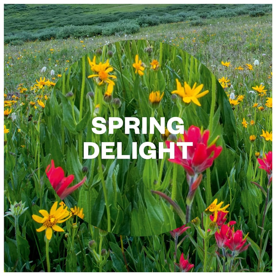 image 1 of Air Wick Pure Aerosol Spring Delight Air Freshener 250ml