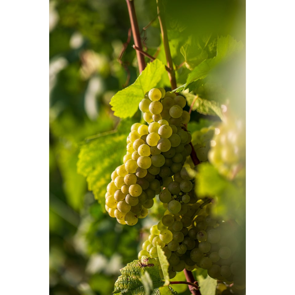 image 1 of Taittinger Brut Reserve Non Vintage Champagne 75Cl