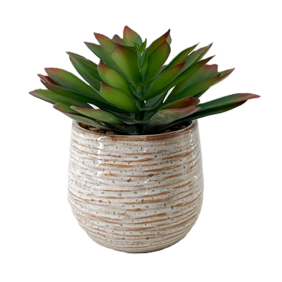 Bayswood flora & Fern Artificial Medium Succulent In Ceramic Pot