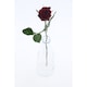 image 3 of Tesco Rose 50 cm 1 Stem