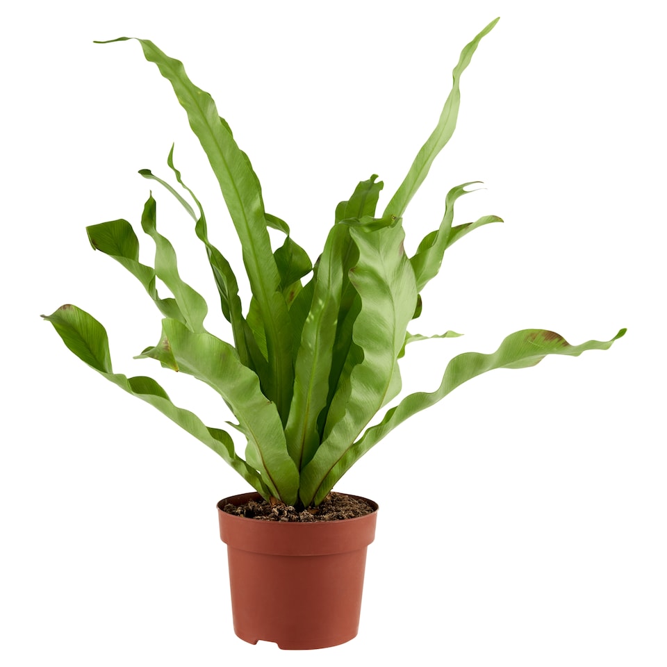 Green Mix Ceramic Flower Pot 12 cm