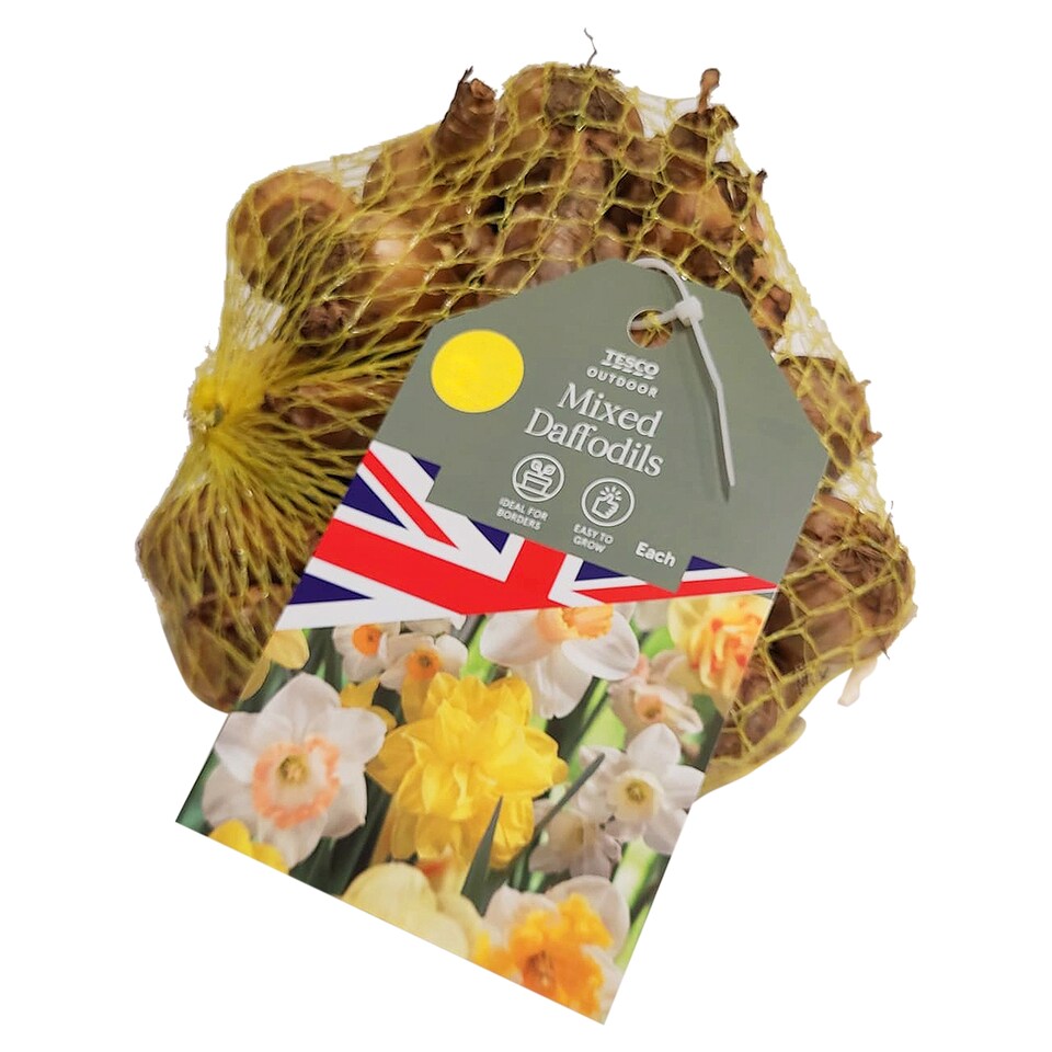 Autumn Daffodils Mix 45 Pack