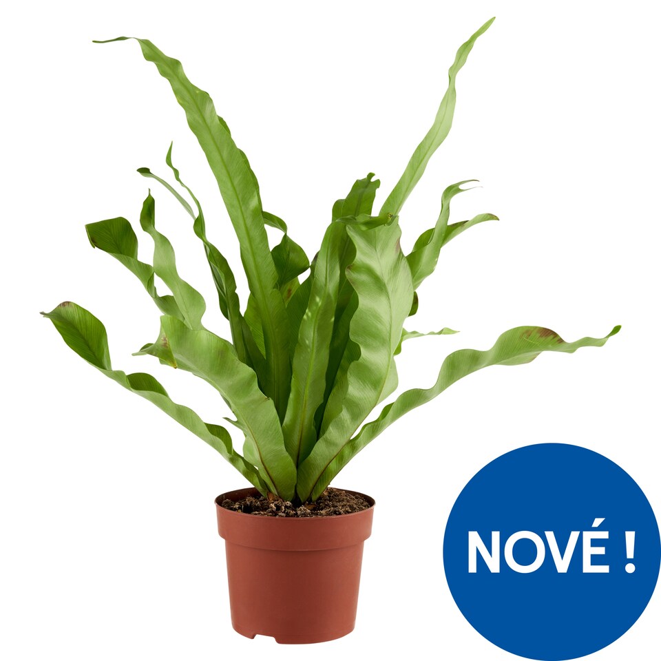  Zelený mix keramický květináč 12 cm