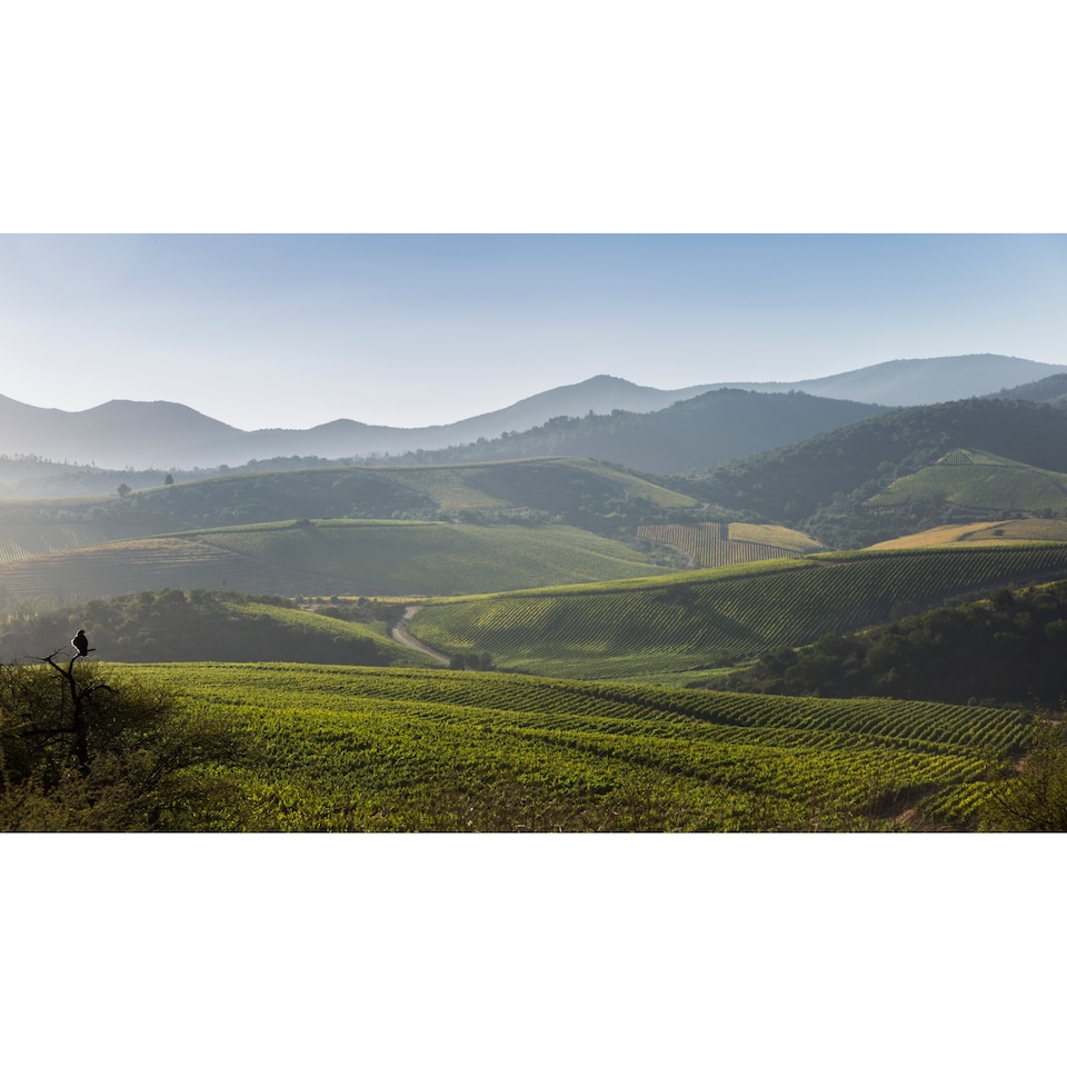image 1 of Errazuriz Estate Reserva Pinot Grigio 75cl