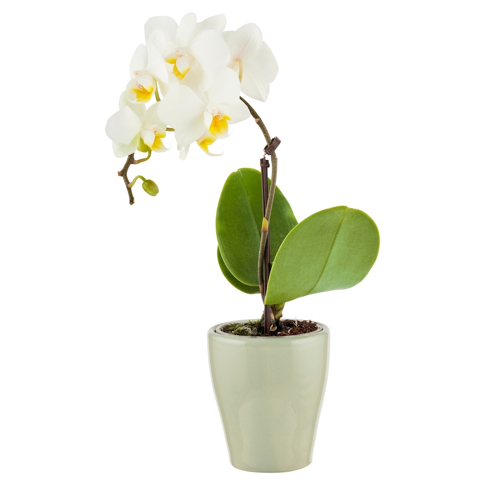 Phalaenopsis Mini Ceramic Flower Pot 6 cm