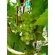 image 5 of Errazuriz Estate Reserva Pinot Grigio 75cl