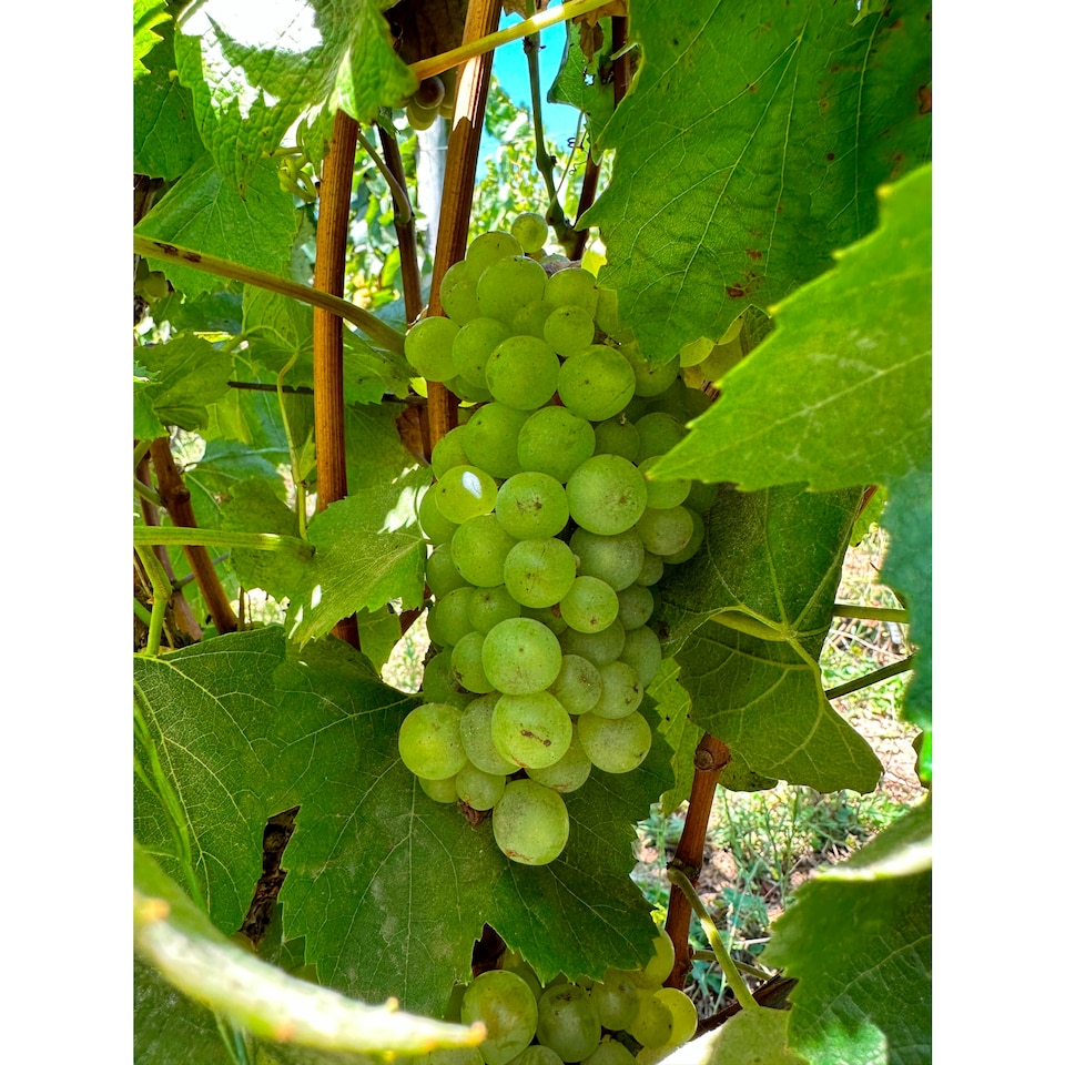 image 1 of Errazuriz Estate Reserva Pinot Grigio 75cl