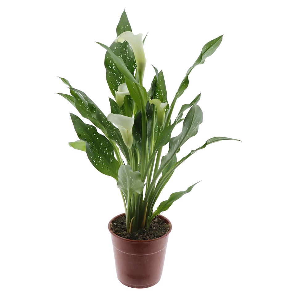 image 1 of The Floral Connection Zantedeschia 12 cm