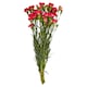 image 1 of Tesco Carnations Large