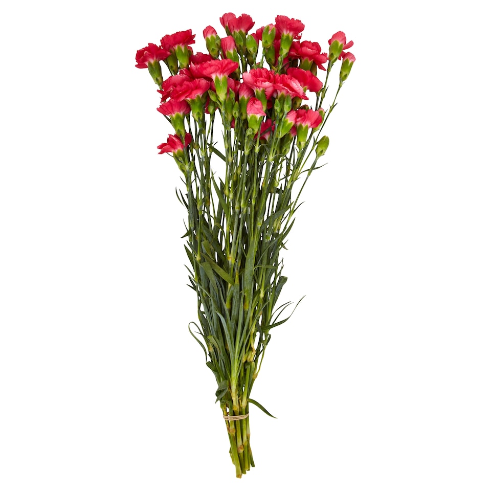 image 1 of Tesco Carnations Large
