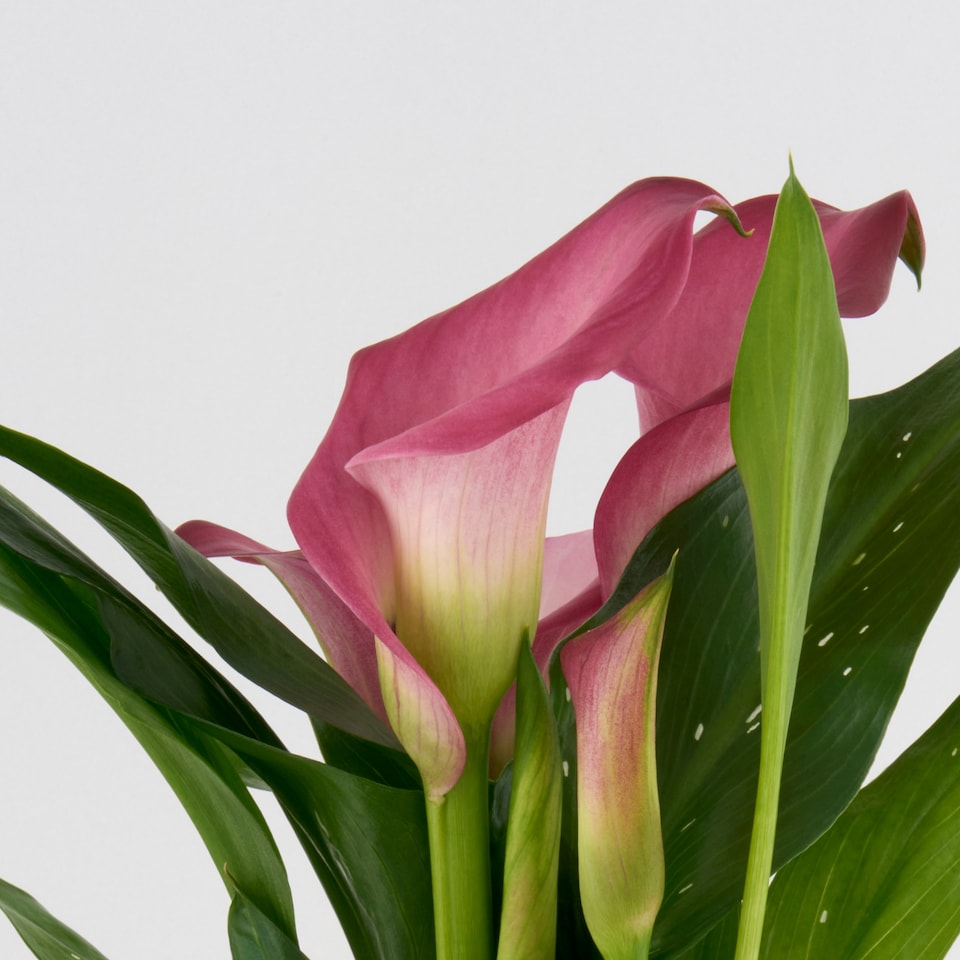 obrázok 1 z Zantedeschia mix kvetináč 12 cm