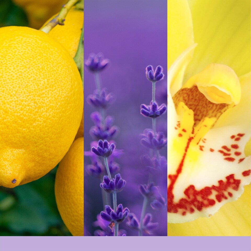 Yankee Candle Car Jar Ultimate Lemon Lavender: El Ambientador Que Transformará Tu Coche En Un Jardín Relajante