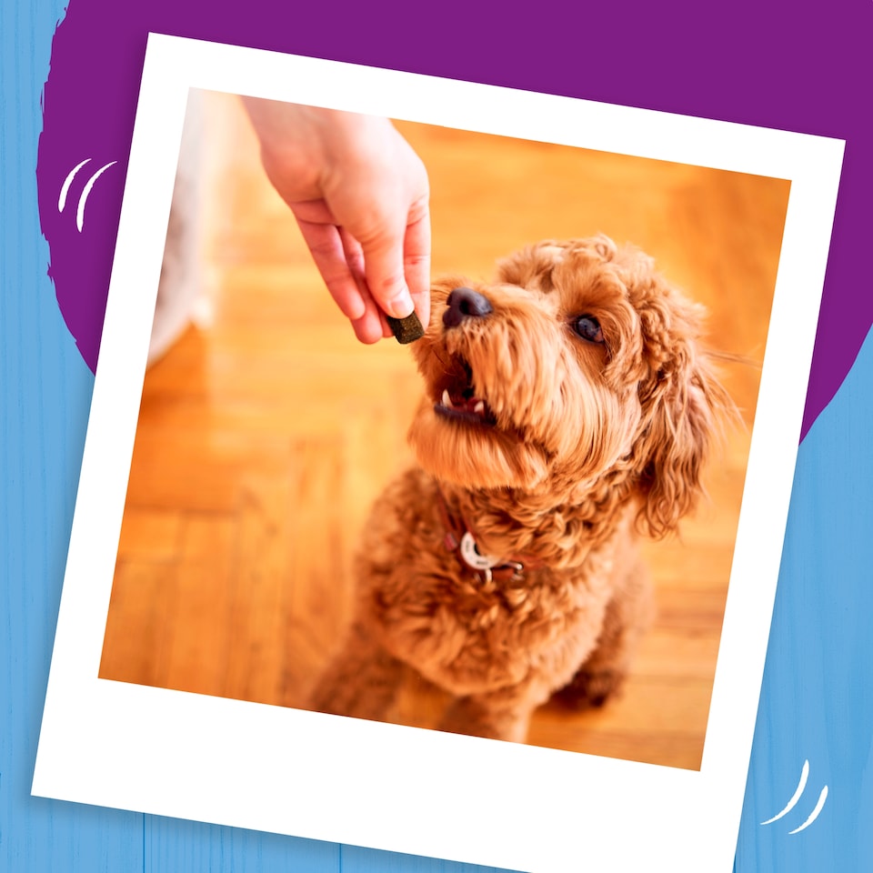 image 1 of Bakers Bites Tasty Dog Treats With Chicken 130g